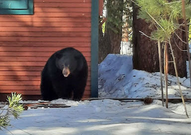 A black bear stands next to a South Lake Tahoe home it was attempting to enter.