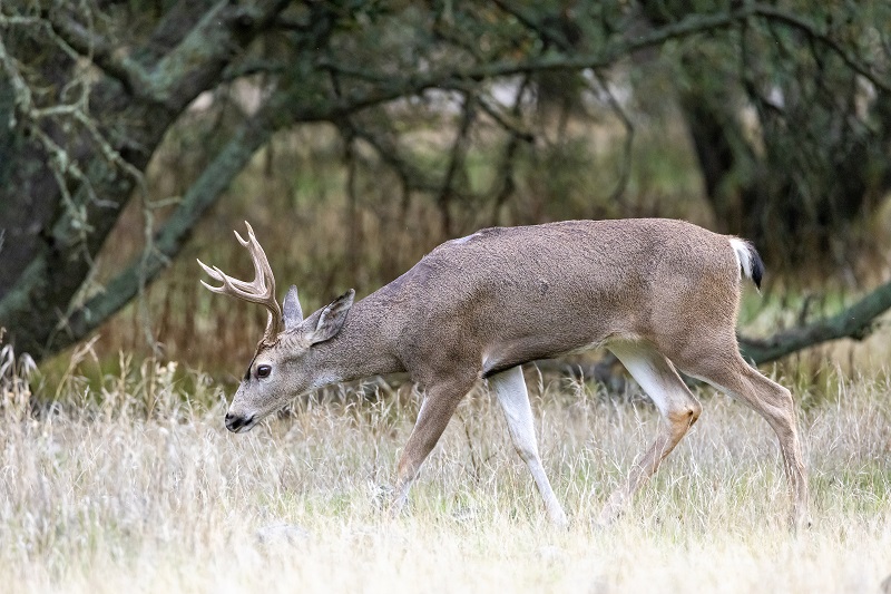 A small, Sacramento County buck moves through oak woodland habitat.
