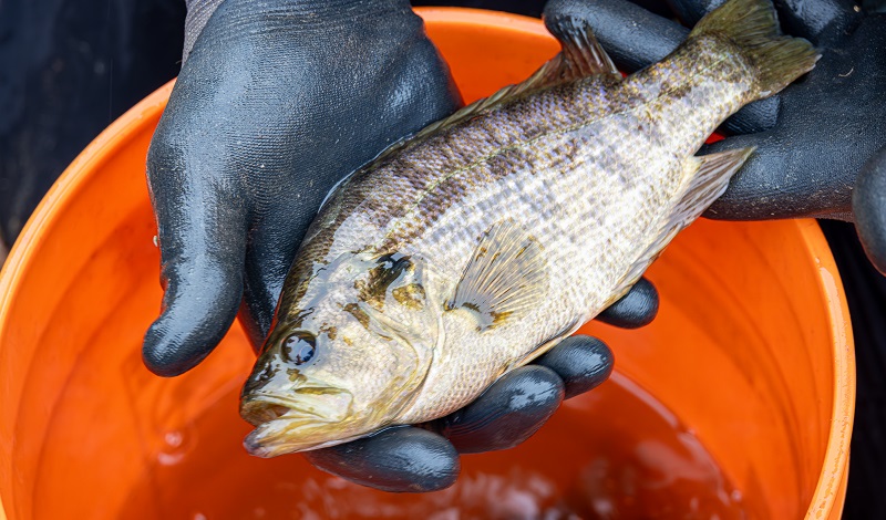 A close-up photo of a Sacramento perch held in a gloved hand.