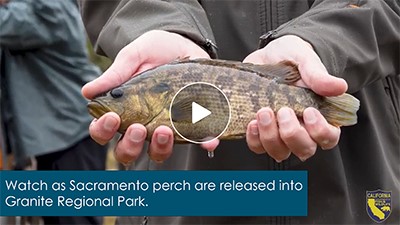 Two hands hold up a Sacramento perch prior to release in Sacramento's Granite Regional Park in Sacramento.