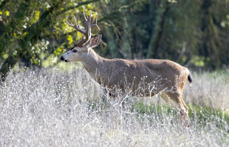 A buck deer in Sacramento County
