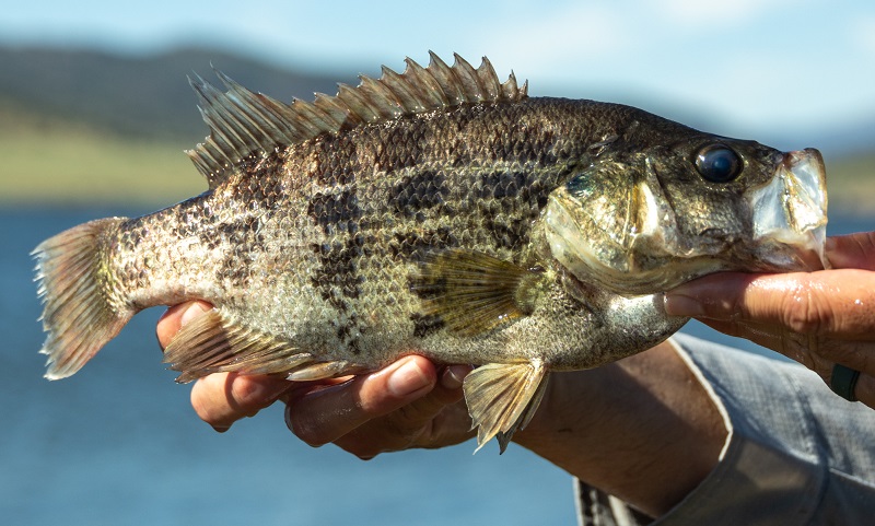 A close-up view of a Sacramento Perch being held out of the water before release into Bridgeport Reservoir, Mono County.