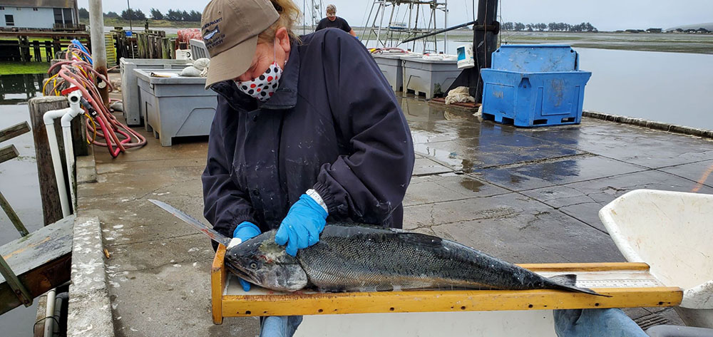 CDFW employee removing a coded wire tag from the snout of a Chinook salmon on a dock