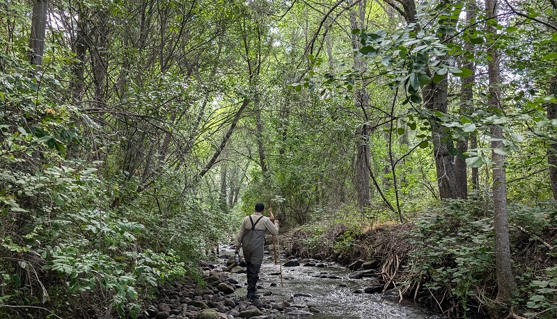 CDFW scientists survey a tree-covered tributary of the Klamath River in search of salmon.