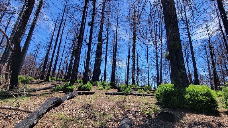 Fire-damaged trees within the San Vicente mountains.