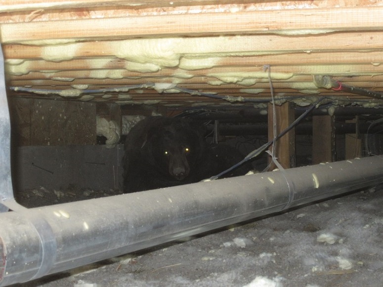 A black bear peers out underneath a crawl spacer underneath a Lake Tahoe property.