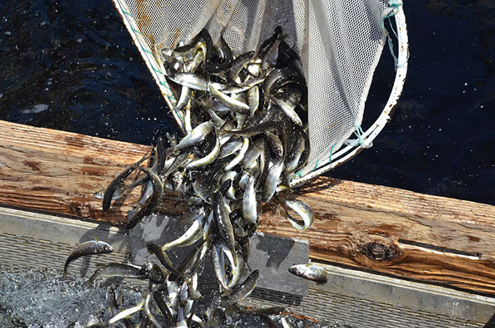 Small salmon smolts jump and squirm in a dip net hovering over water in a harbor