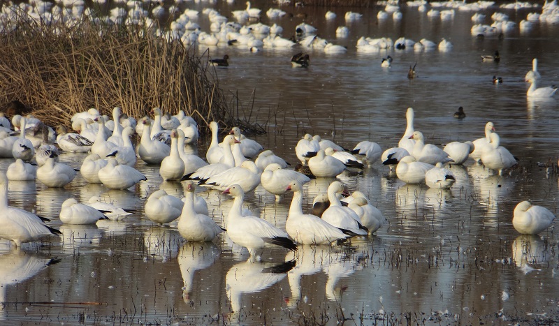 A group of snow geese rest together on a wetland.