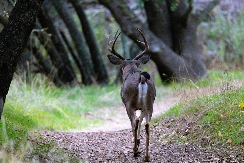 A solitary buck walks away toward dense cover.
