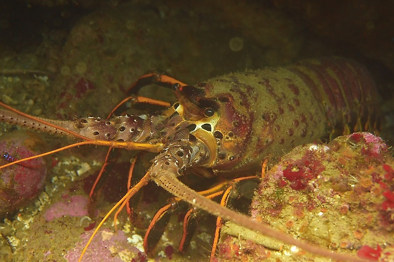 lobster in sea