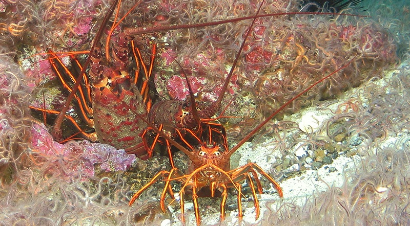 An underwater photo of two spiny lobsters on the sea floor.