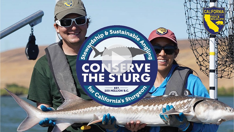 Video: Conserve The Sturg - Stewardship and Sustainable Angling for California's Sturgeon