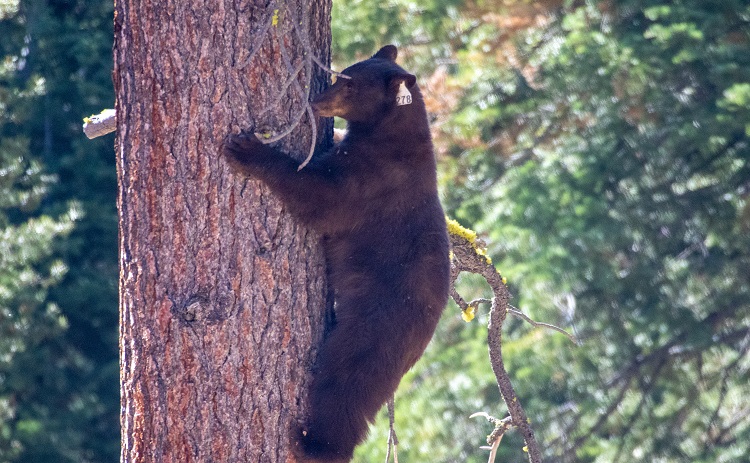 A black bear with an ear tag  climbs a tree in the Lake Tahoe Basin.