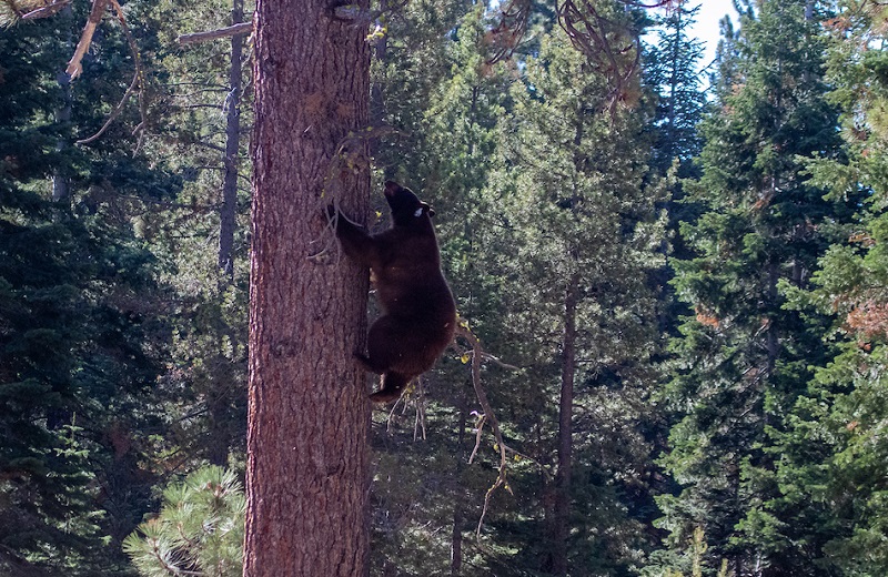 An ear-tagged black bear climbs a pine tree in the Lake Tahoe area.