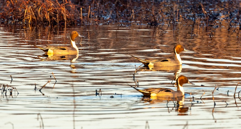 Three drake pintail ducks swim within the wetlands.