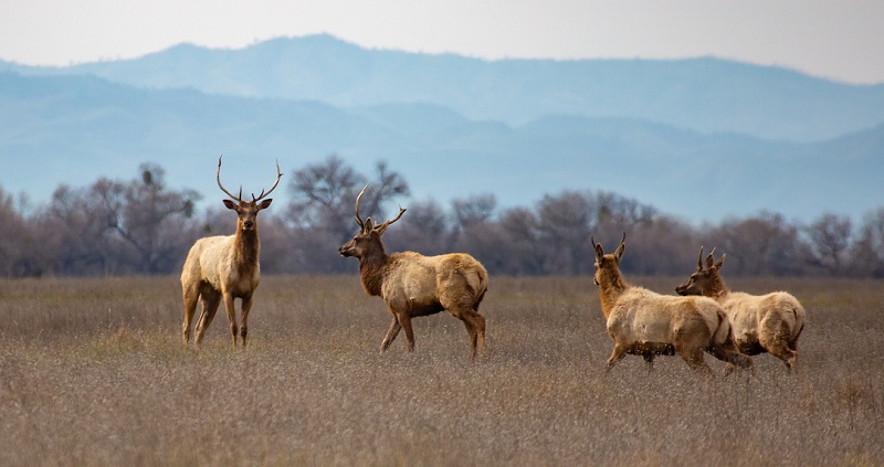 A herd of Central Valley tule elk.