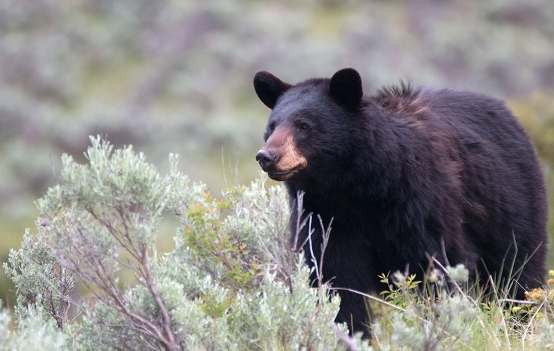 A black bear moves through the wild landscape.