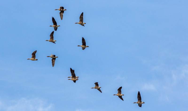 White-fronted geese fly over the Sacramento Valley.