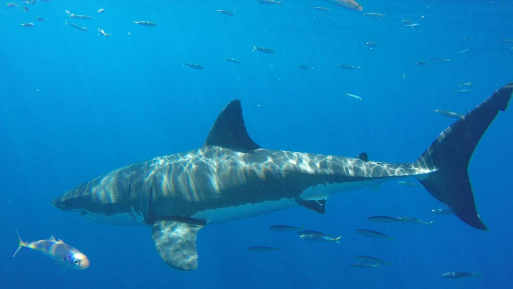 White shark swimming
