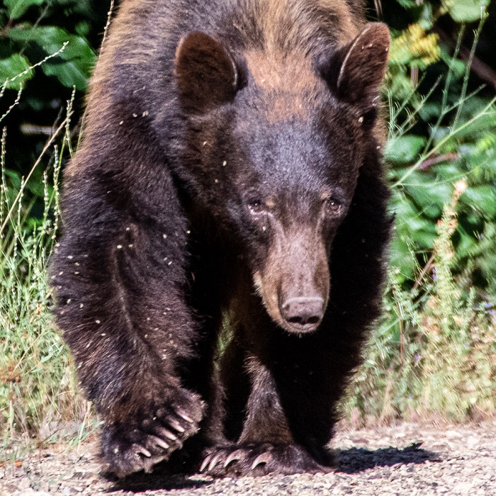 A black bear walks along a U.S. Forest Service road in Northern California.