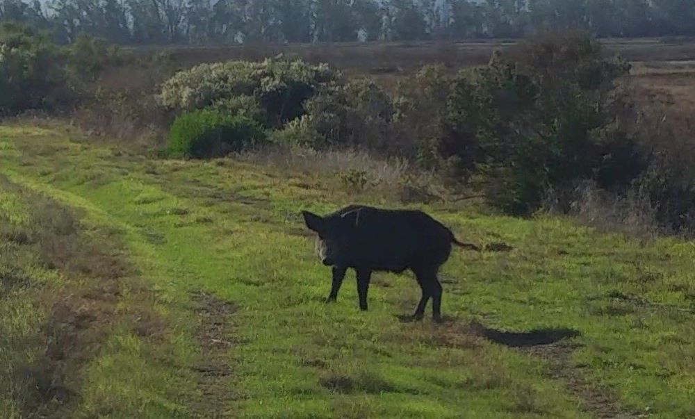 Wild pig standing in a green field