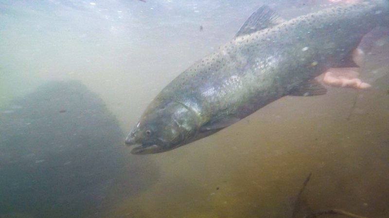 An adult, winter-run Chinook salmon is released into the cold waters of the North Fork Battle Creek.