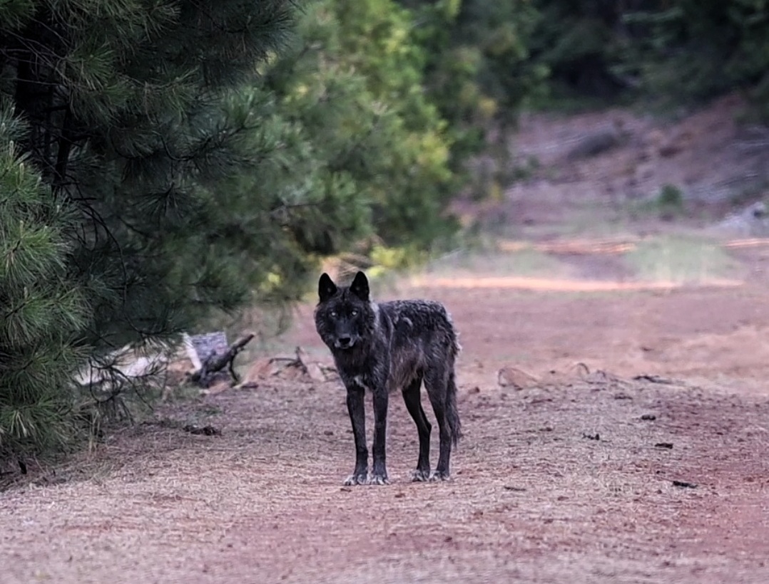A lone, black gray wolf stands on a rural road.