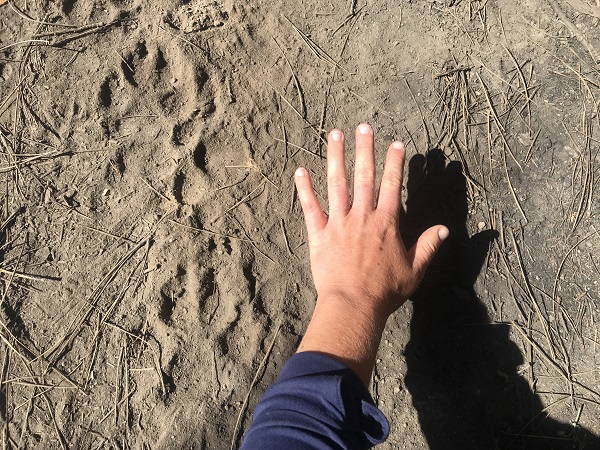 wolf tracks on the forest floor with a hand in the photo for size reference