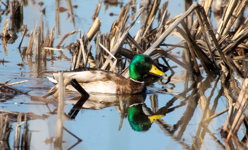 A drake mallard swims in wetland habitat.