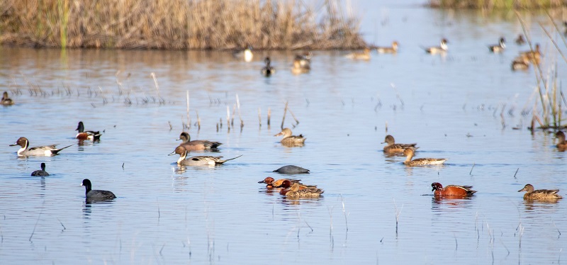 Different species of wild ducks rest at the Yolo Basin Wildlife Area.