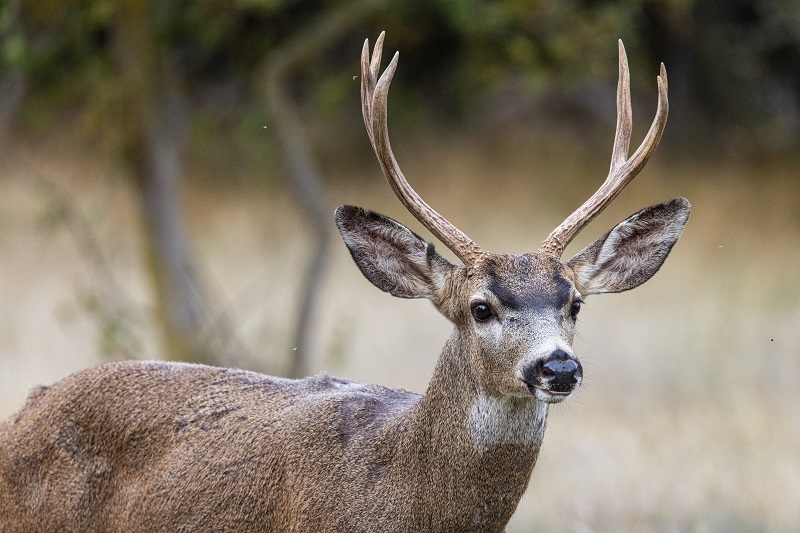 A young single buck deer.