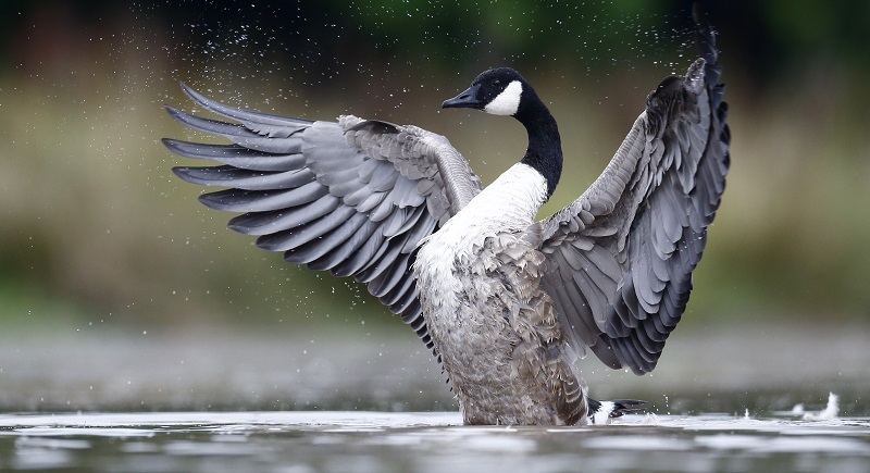 A single Canada goose stretches and flaps its wings while sitting on water.