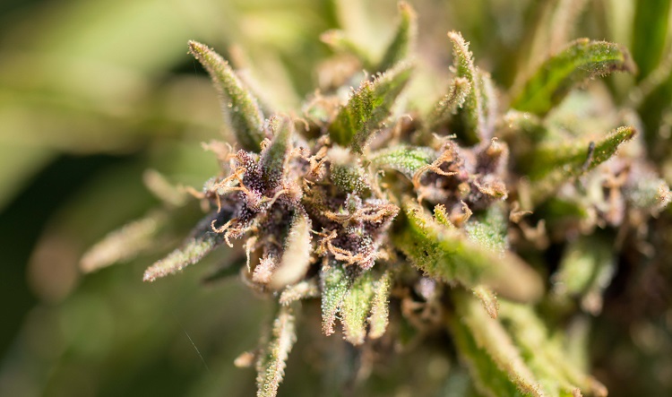 An up-close look at a Cannabis plant.