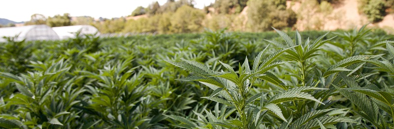 Cannabis plants at a grow site.
