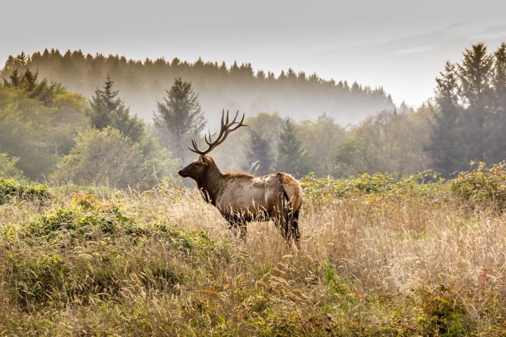 Stock photo of a tule elk in a field