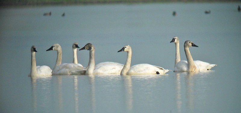 Tundra swans feed and rest in the Sacramento Valley's harvested, flooded rice fields.