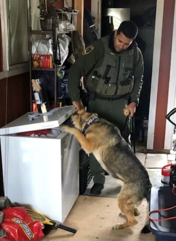 CDFW K-9 Luna, who is trained to sniff out sturgeon, alerts on a freezer.