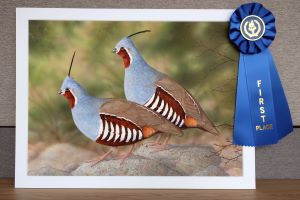Painting of two mountain quail standing on rock, with blue first place ribbon