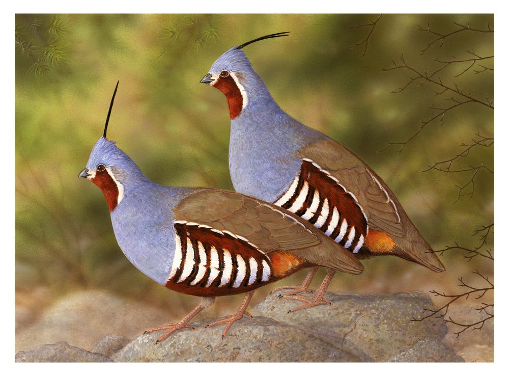 Two mountain quail standing on gray rock against a green background