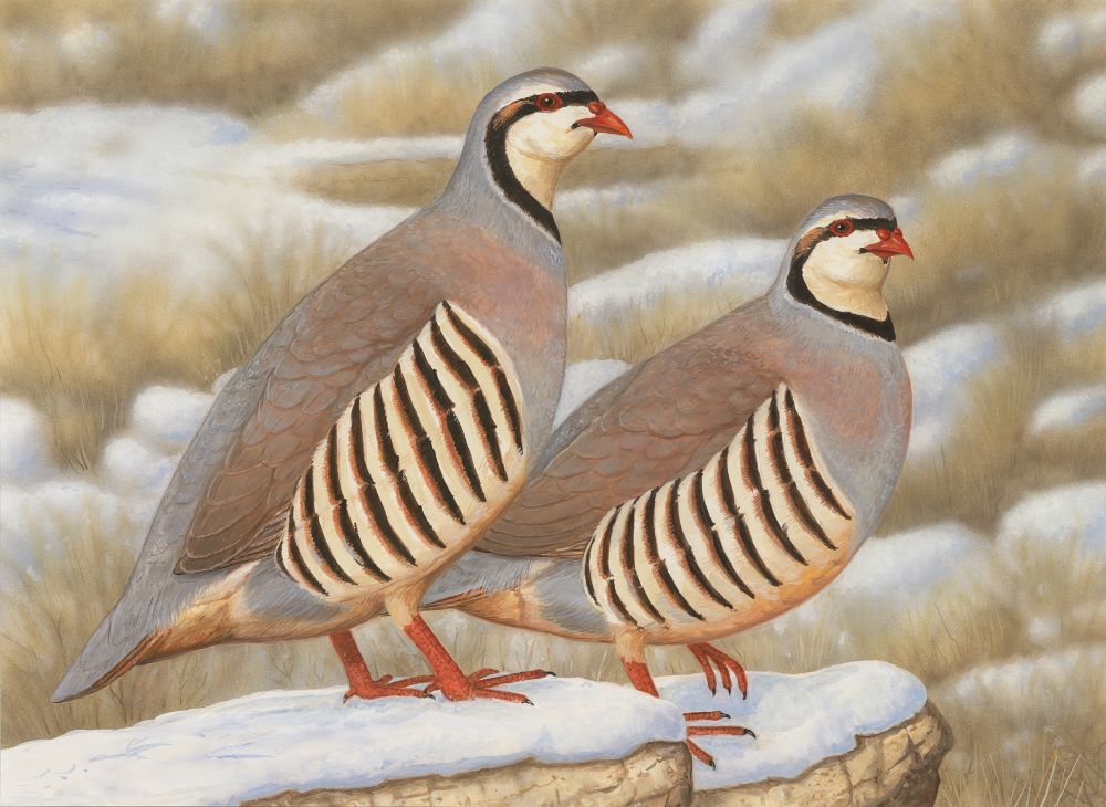 Painting of two birds standing on a rock with grass and snow in background.