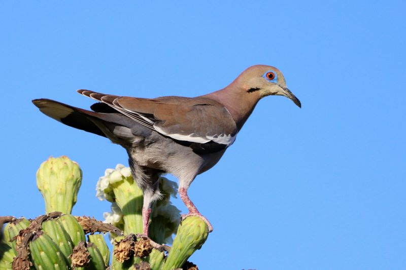 White-winged dove on cactus