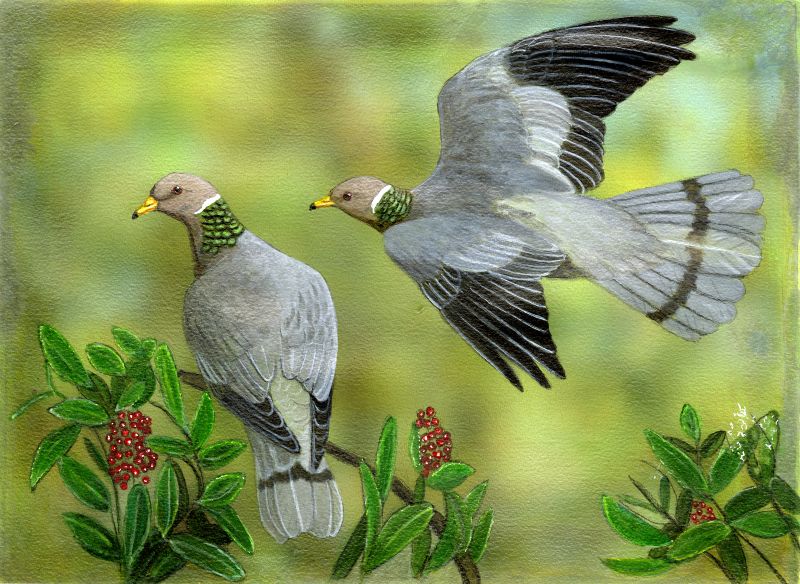 Two pigeons on green background