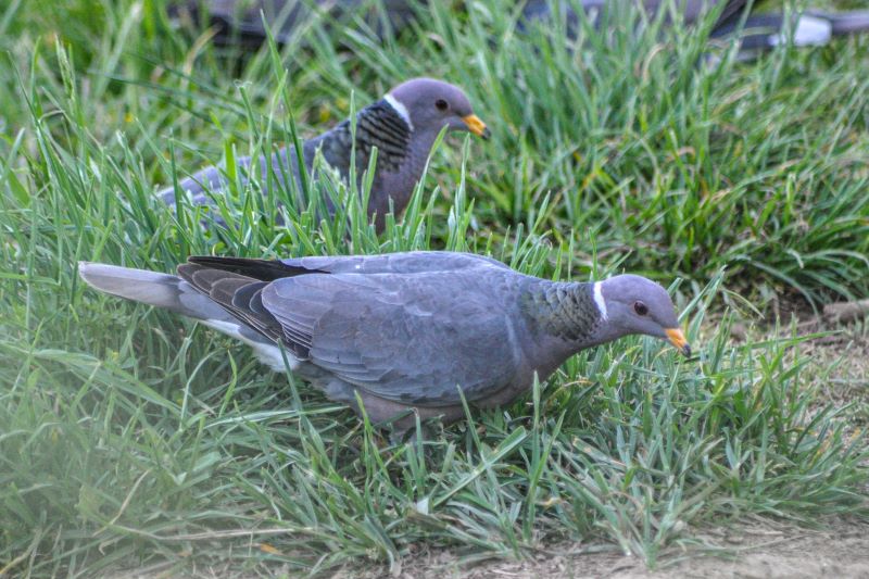 Band-tailed pigeons in grass