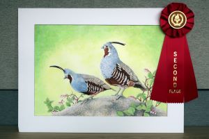 Painting of two mountain quail standing on rock, with red second place ribbon