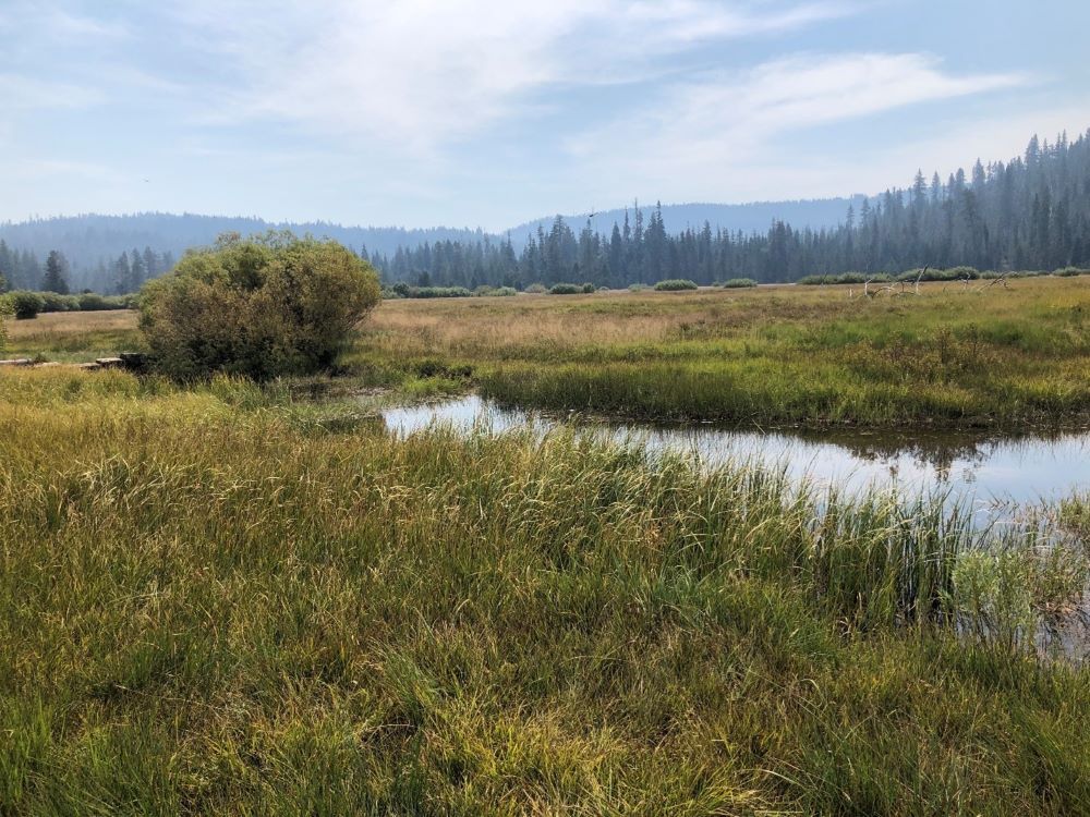Stream running through grassy meadow with tree line in background.