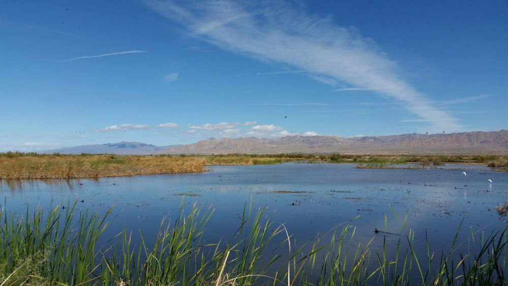 Water and reeds with mountains in background.
