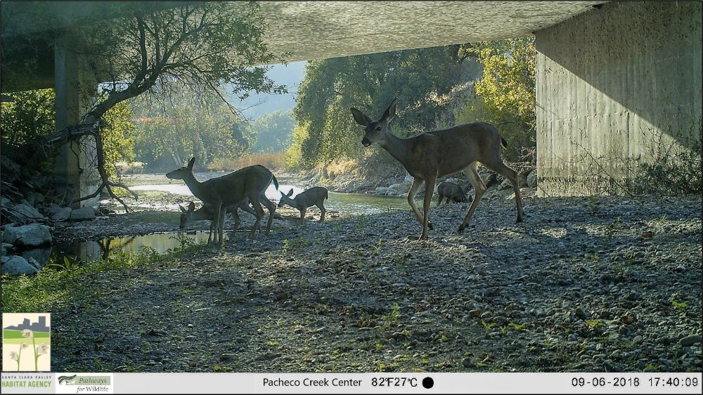Deer by river under concrete bridge.