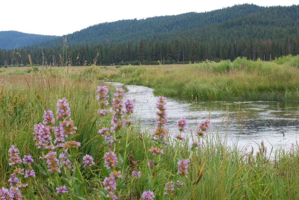 River running through meadow with purple flowers in foreground and mountains behind