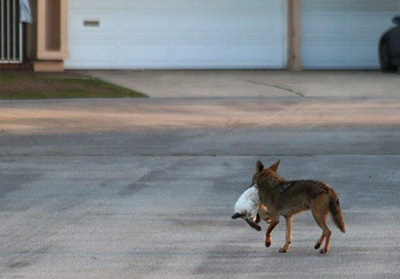 coyote with housecat