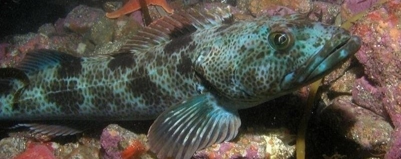 California Fish and Wildlife Journal